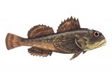 Illustration of Bull Rout (Myoxocephalus scorpius (#2719)