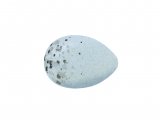 Illustration of Bullfinch egg (Pyrrhula pyrrhula) (#3283)