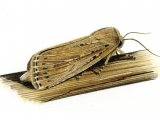 Illustration of Bulrush Wainscot Moth (Nonagria typhae) (#0341)