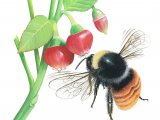Illustration of Bumblebee (Mountain) Bombus monticola (#2643)