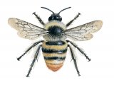 Illustration of Bumblebee (Shrill carder) Bombus sylvarum (#0381)