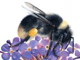 Illustration of Bumblebee (Small heath) Bombus jonellus (#0384)