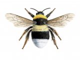 Illustration of Bumblebee (Small heath) Bombus jonellus (#2204)