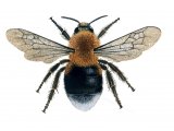 Illustration of Bumblebee (Tree)) Bombus hypnorum (#0382)
