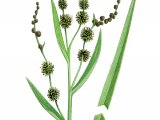 Illustration of Burr-reed (Branched) Sparganium erectum) (#0839)