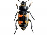 Illustration of Burying Beetle (Nicrophorus vespillo) (#2291)