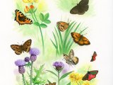 Illustration of Butterflies & Moths (#3457)