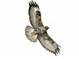 Illustration of Buzzard in flight (Buteo buteo) (#3188)