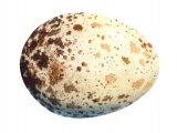 Illustration of Buzzard egg (Buteo buteo) (#1042)