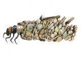Illustration of Caddis Fly Larvae Case (Limnephilus lunatus) (#2563)