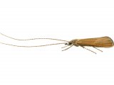 Illustration of Caddis Fly (Triaenodes bicolor) (#2562)