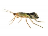 Illustration of Caddis Fly (Limnephilus lunatus) (#2561)