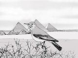 Illustration of Hoopoe Lark (Alaemon alaudipes) in Cairo (#1958)