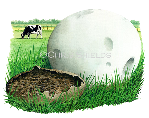 Illustration of Calvatia gigantea (Giant Puffball) (#3459)