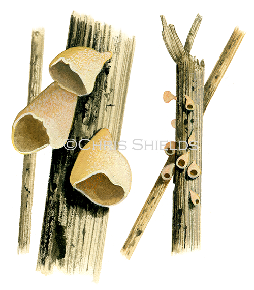 Illustration of Calyptella campanula (#4129)