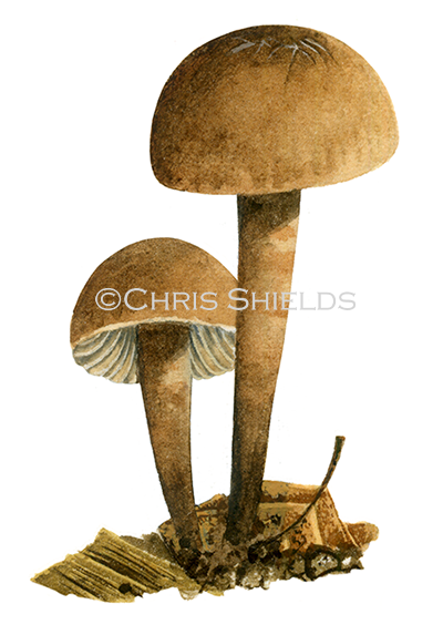 Illustration of Camarophyllopsis foetens (Stinking Fanvault) (#3830)