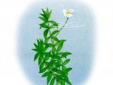 Illustration of Canadian Pond Weed (Elodea canadenis) (#2132)