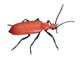 Illustration of Cardinal beetle (Pyrochroa serraticornis) (#4259)