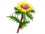 Illustration of Carline Thistle (Carlina vularis) (#0964)
