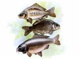 Illustration of Carp - top- Mirror. Mid- Common. bot- Leather (Cyprinus carpio) (#0200)