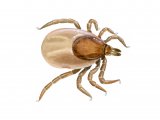 Illustration of Castor Bean Tick (Ixodes ricinus) fed nymph (#4217)