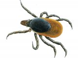 Illustration of Castor Bean Tick (Ixodes ricinus) unfed (#4101)