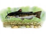 Illustration of Catfish (North American Bullhead) Ictalurus nebulosus (#0131)