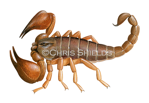 Illustration of Cayman Scorpion (Heteronebo caymanensis) (#4532)
