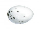 Illustration of Chaffinch Egg (Fringilla coelebs) (#4324)