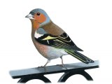 Illustration of Chaffinch male (Fringilla coelebs) (#3365)