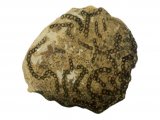 Illustration of Chain Coral fossil Halysites (#0114)