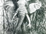 Illustration of Charging Elephant (Loxodonta africana) (#0484)