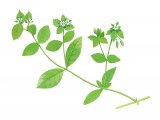 Illustration of Chickweed (Mouse-eared) Stellaria media (#2267)
