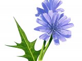 Illustration of Chicory (Cichorium inybus) (#0965)