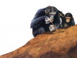 Illustration of Chimpanzee (Pan troglodytes) (#0233)
