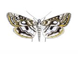 Illustration of Brown China-mark Moth (Elophila nymphaeata) (#1681)