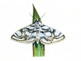 Illustration of China-mark moth (Beautiful) Nymphula stagnata (#0343)