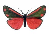 Illustration of Cinnabar Moth (Tyria jacobaeae) (#1735)