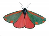 Illustration of Cinnabar Moth (Tyria jacobaeae) (#2662)