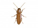 Illustration of Click Beetle (Agriotes linearis) (#0933)