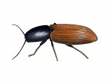 Illustration of Click Beetle (Ampedus sp.) (#2032)