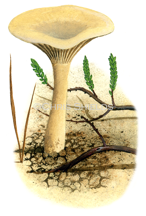 Illustration of Clitocybe ericetorum (#4007)