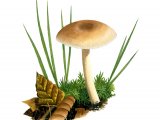 Illustration of Clitocybe fragrans (Fragrant Funnel) (#4011)