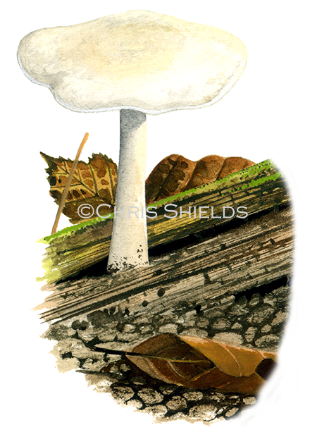 Illustration of Clitocybe truncicola. (#4006)