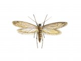 Illustration of Clothes Moth (Tineola biselliella) (#1147)