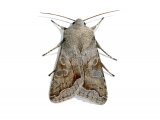 Illustration of Clouded Drab (Orthosia incerta) (#2886)