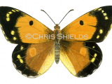 Illustration of Clouded Yellow (female) Colias croceus (#4712)