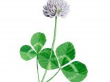 Illustration of Clover (Trifolium repens) (#3901)
