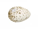 Illustration of Coal Tit egg (Periparus ater) (#3286)