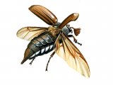 Illustration of Cockchafer (Melolontha melolontha) (#0935)